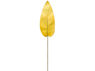 Canna-Blatt "Color" L 100cm gelb