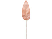 Canna-Blatt "Color" L 100cm pfirsich