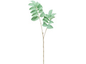 Melianthus-Zweig "Color" L 95cm mint