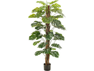 Monstera 42 Blätter getopft grün, H 150cm