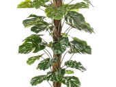 Monstera 42 Blätter getopft grün, H 150cm