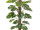 Monstera 42 Blätter getopft grün, H 150cm