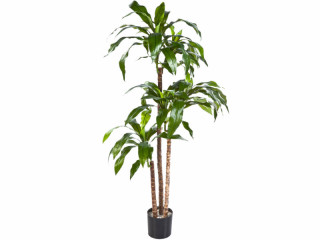 Dracaena Baum grün getopft 120cm, 81 Blätter, 3 Stämme