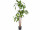 Dracaena Baum grün getopft 120cm, 81 Blätter, 3 Stämme
