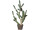 Kaktus im Topf vielarmig grün, H 83cm