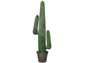 Mexiko-Kaktus im Topf grün, H 124cm, 2 Nebenarme