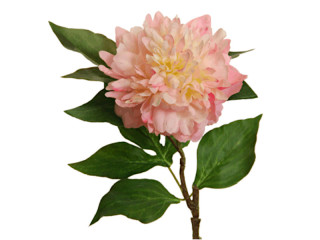 Pfingstrose rosa L 58cm, Blüte Ø 10cm