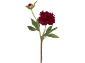 Pfingstrose mit Knospe dunkelrot L 37cm, Blüte Ø 10cm