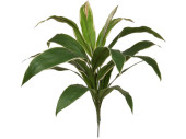 Cordyline-Busch B1 grün, 62cm, schwer entflammbar