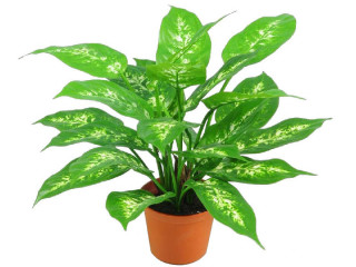 Dieffenbachia im Topf grün, H 37cm, schwer entflammbar B1