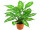 Dieffenbachia im Topf grün, H 37cm, schwer entflammbar B1