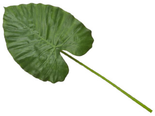 Alocasia Calidora Blatt grün, L 110cm, schwer entflammbar  B1