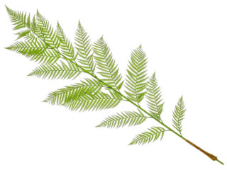 Palmblatt Alsophila grün, L 184cm, schwer entflammbar B1