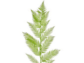 Palmblatt Alsophila grün, L 184cm, schwer...