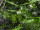 Pflanzen-Matte "Living Wall" B1 grün, 100 x 100cm schwer entflammbar