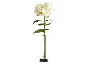 hortensia XL 135cm blanc