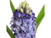 Hyazinthe blau-lila 26cm mit Blätter