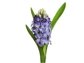 Hyazinthe blau-lila 26cm mit Blätter
