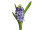 Hyazinthe blau-lila 26cm mit Blätter