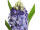 Hyazinthe blau-lila 26cm mit Blätter