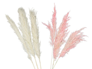 Pampasgras-Wedel 3er Bund, ca. 100 - 135cm, versch. Farben