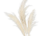 Pampasgras-Wedel 3er Bund, ca. 100 - 135cm, natur/creme