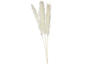 Pampasgras-Wedel 3er Bund, ca. 100 - 135cm, natur/creme