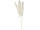 Pampasgras-Wedel 3er Bund, ca. 100 - 135cm, natur/creme