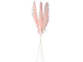 Pampasgras-Wedel 3er Bund, ca. 100 - 135cm, rosa