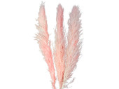 Pampasgras-Wedel 3er Bund, ca. 100 - 135cm, rosa