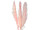 Pampasgras-Wedel 3er Bund, ca. 100 - 135cm, rosa