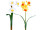 Osterglocke / Narzisse 35cm, mit 3 Blüten, versch. Farben