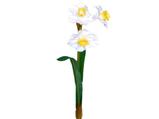 Osterglocke / Narzisse 35cm, mit 3 Blüten, weiss