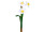 Osterglocke / Narzisse 35cm, mit 3 Blüten, weiss