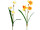 Osterglocke / Narzisse 57cm, mit 3 Blüten, versch. Farben