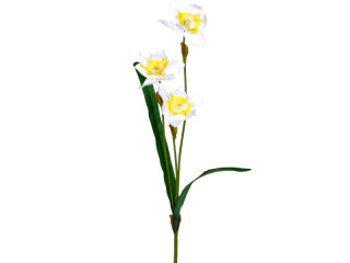 Osterglocke / Narzisse 57cm, mit 3 Blüten, weiss