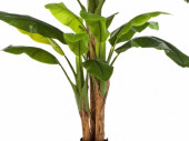 Bananenbaum getopft, grün, 3-stämmig, versch....