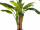 Bananenbaum getopft, grün, 3-stämmig, H 240cm, 27 Blätter
