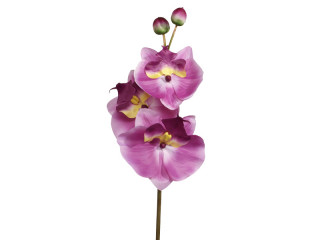 Orchidee XXL lila