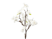 Kirschblütenzweig 84cm weiss