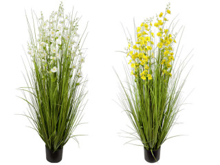 reed grass bush "with blossom" h 150cm, Ø 80cm potted, var. colors