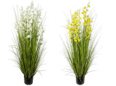 reed grass bush "with blossom" h 150cm,...