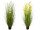 buisson de roseaux "avec fleuraison" h 150cm, Ø 80cm en pot, diff. couleurs
