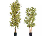 Dracena Reflexa grün/gelb versch. Grössen