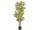 Dracena Reflexa grün/gelb H 150cm, 1269 Blätter, getopft