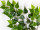 Birkenzweig grün schwer entflammbar L 65cm 56 Blätter