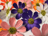 Streublüten "Wildblüten" bunt gemischt Ø 5cm, 20 Stück