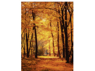 Display-Banner Herbstwaldweg 150 x 200cm, orange, inkl. Aufhängung