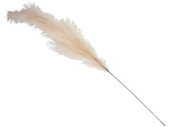 Pampas-Gras-Zweig künstlich, beige, L 131cm