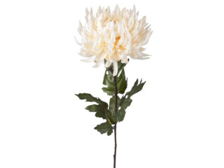 Chrysantheme "Elegance" 60cm, Ø 18cm, crême